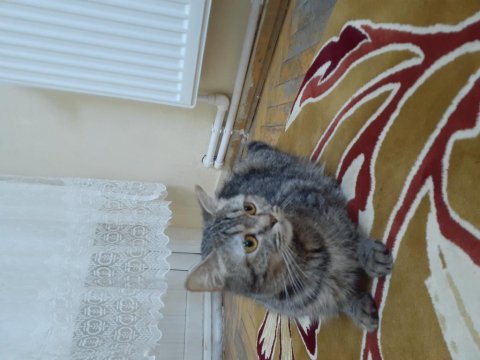 Safkan 1 yaşında dişi british shorthair