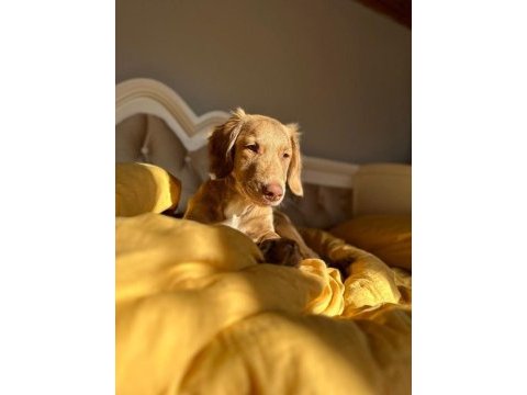 Acil yuva aranıyor golden retriever