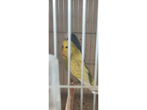 Jumbo show jumbo muhabbet kuşları mevcuttur yavru ve çift