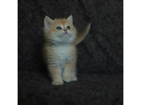 Black golden shell ny12 safkan british shorthair