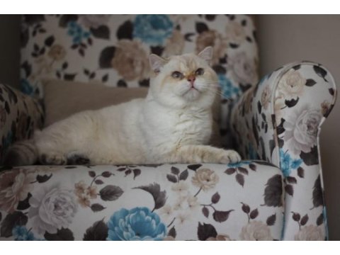Erkek golden point british shorthair
