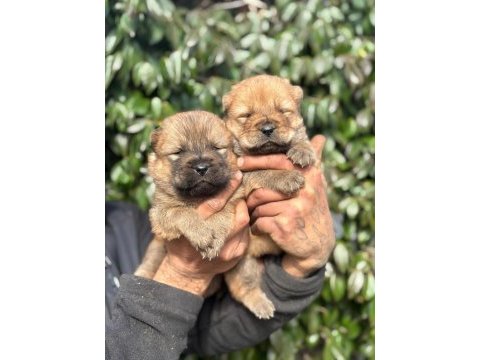 Chow chow cinsi bebeklerimiz