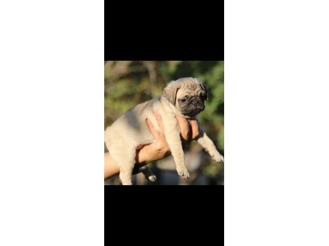 Köpekte kalite asla tesadüf değildir