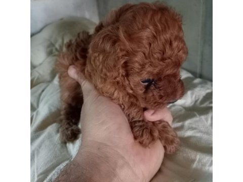 Kore kan red brown poodle yavrular