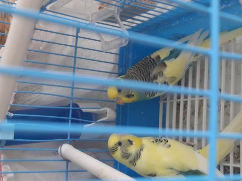 Satılık muhabbet kuşu yavrular