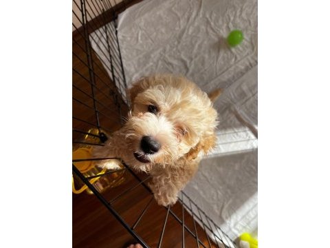 2 aylık erkek maltipoo