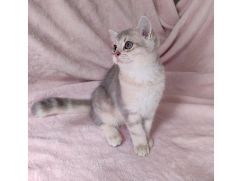 Safkan british shorthair