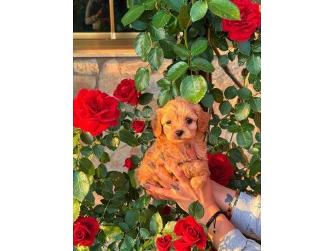 Üst kalite maltipoo bebeklerimiz