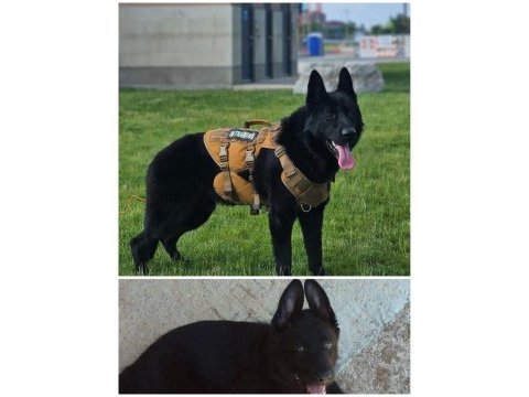 Siyah alman çoban köpeği