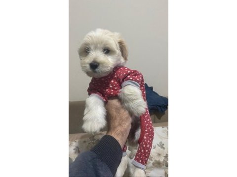 1 erkek ve 1 dişi yavru köpeğimiz