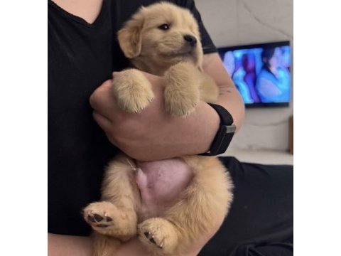 Orjinal golden retriever köpeği