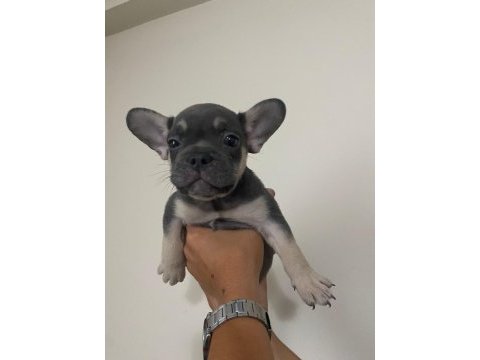 A kalite scrli babadan blue tan fransız bulldog yavru