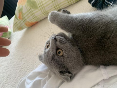 Çok sağlıklı scottish fold yavrum