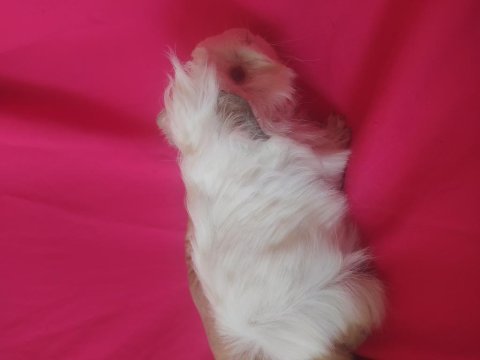 Anne altından ginepig kendi yavrularım