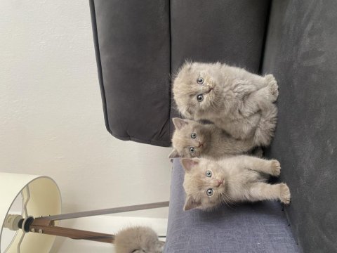 6 gold yavrum scottish fold