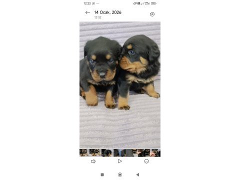 A plus kalite macar rottweiler yavrular