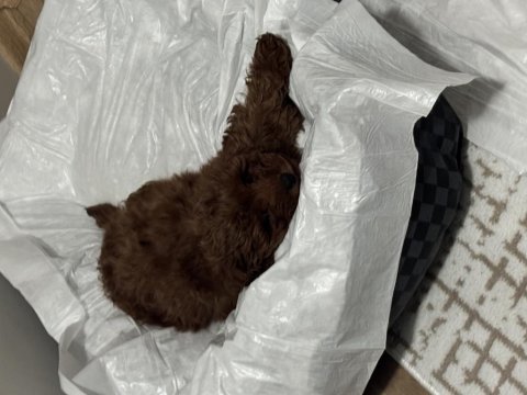 5 aylık poodle yavrumuz lidya