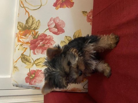 Safkan sıfır numara yorkshire terrier köpekler