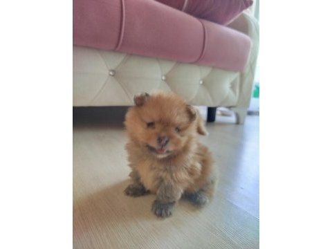 Ayı surat pomeranian boo yavruları