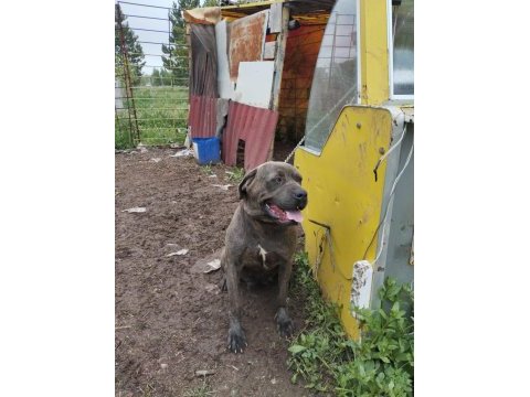 Cane corso 2 yaşında