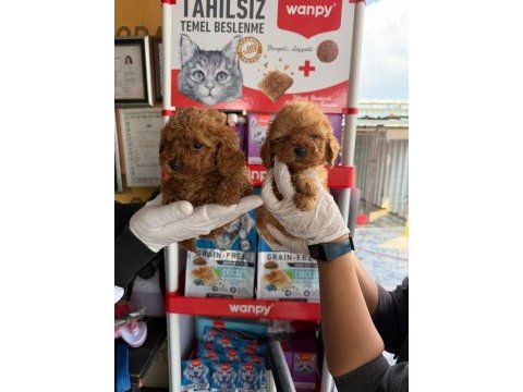 Toy poodle yavrularımız 