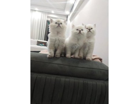 Show kalite british longhair