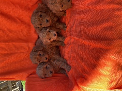 Irk ve sağlık garantili poodle bebekler