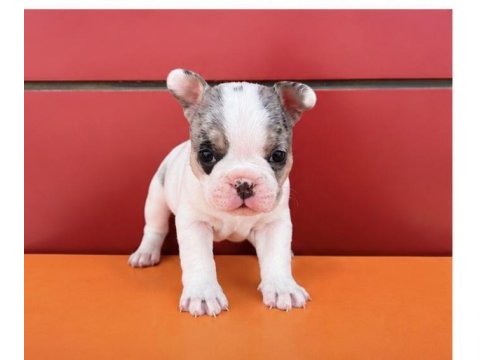 Egzotik renk french bulldog bebekler