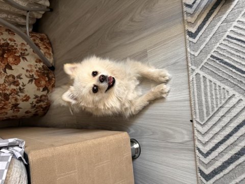 En uygun aşılı güzel pomeranian