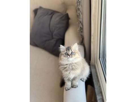 Güzel bebeğim safkan a kalite british longhair yavru