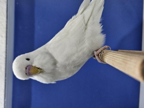 Yeni yeme düşen jumbo muhabbet kuşu bebekler