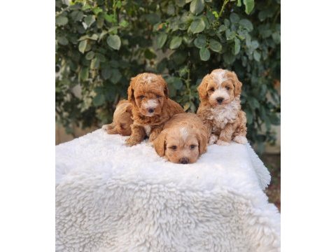 Maltipoo  minik yavrularımız 