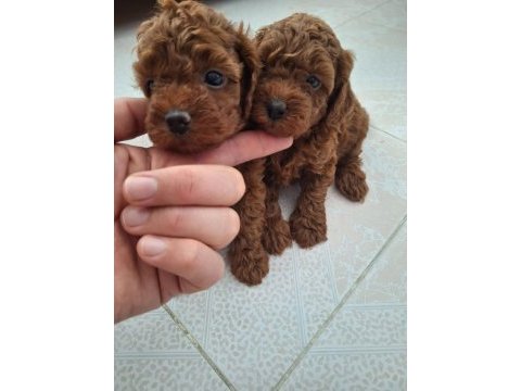 Kore kan poodle bebekler
