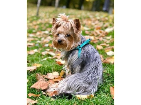 Eğitimli hazır yorkshire terrier