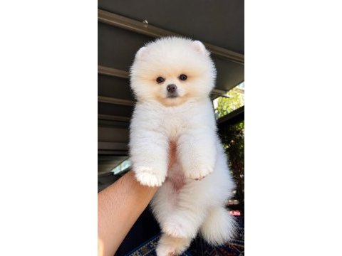 Safkan pomeranian bebekler