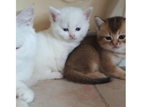 British shorthair beyaz pamuk gibi yavrular