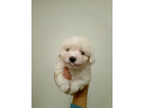 Kore kan maltese terrier
