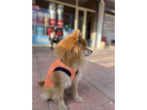 Pomeranian tilki surat
