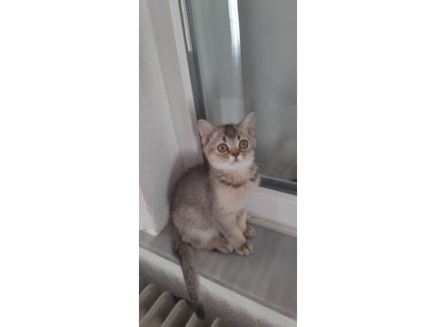 Black golden british shorthair