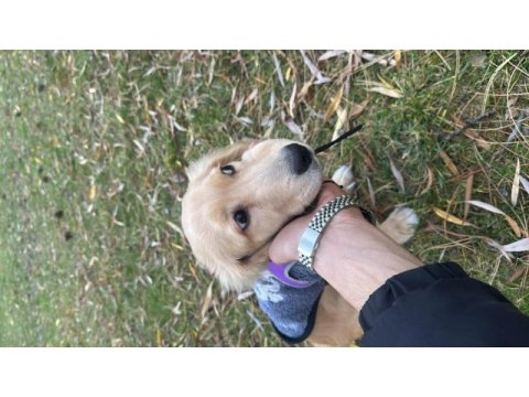 Golden retriever 4 aylık yavru
