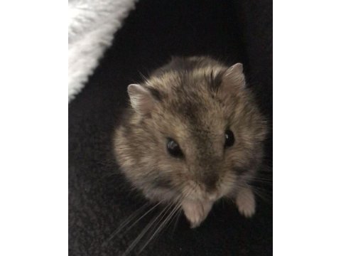 Hamster gonzales yavrularımız heryere gönderim var