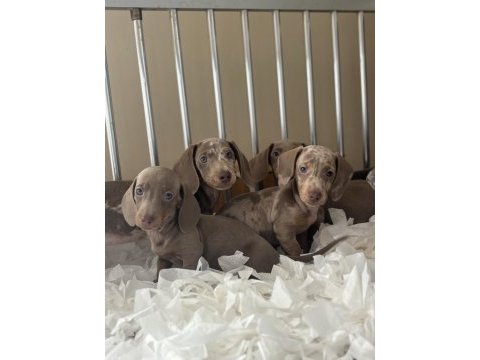Orjinal dachshund yavrularımız