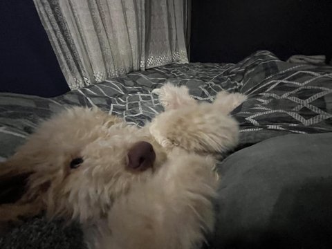 Lagotto romagnolo 4 aylık