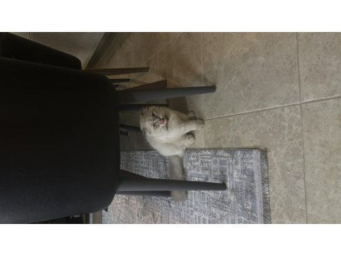 Scottish fold mavi gözlü