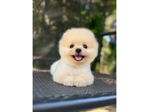 Orjinal pomeranian boo yavrumuz 