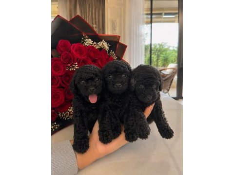 Siyah toy poodle yavruları