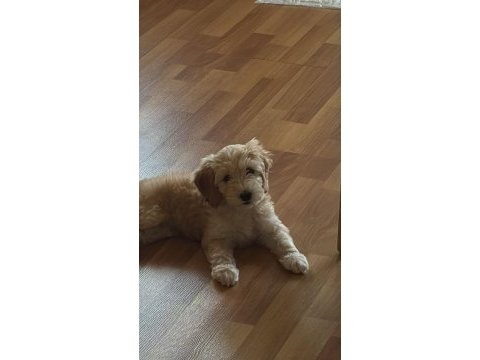 Tüm aşıları tam maltipoo