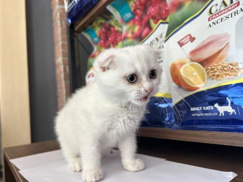 Scottish fold beyaz yavru balıkesir
