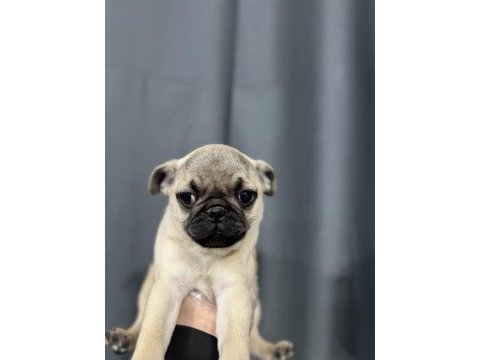 En üst kalite pug bebekler