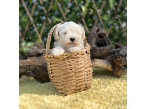 Kar beyaz maltese terrier yavrular